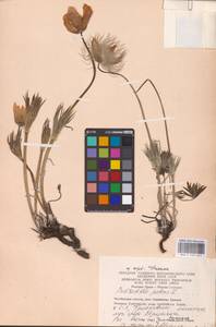 Прострел раскрытый, Сон-трава (L.) Mill., Восточная Европа, Восточный район (E10) (Россия)