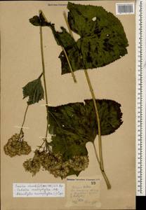 Caucasalia macrophylla (M. Bieb.) B. Nord., Кавказ, Ставропольский край, Карачаево-Черкесия, Кабардино-Балкария (K1b) (Россия)