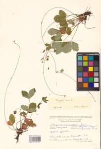 Земляника лесная L., Восточная Европа, Молдавия (E13a) (Молдавия)