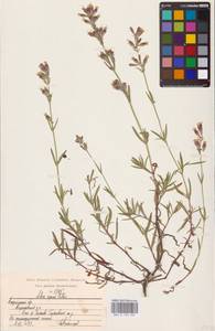 Смолевка ползучая Patrin, Восточная Европа, Центральный район (E4) (Россия)