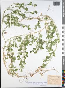 Selaginella kraussiana (G. Kunze) A. Br., Африка (AFR) (Эфиопия)