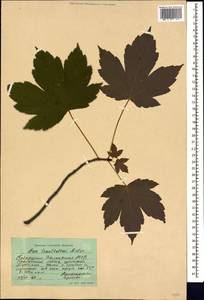 Acer heldreichii subsp. trautvetteri (Medw.) A.E.Murray, Кавказ, Ставропольский край, Карачаево-Черкесия, Кабардино-Балкария (K1b) (Россия)