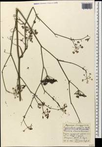 Anethum foeniculum L., Кавказ, Абхазия (K4a) (Абхазия)