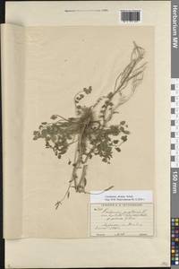 Cardamine pratensis subsp. dentata (Schult.) Čelak., Восточная Европа, Московская область и Москва (E4a) (Россия)