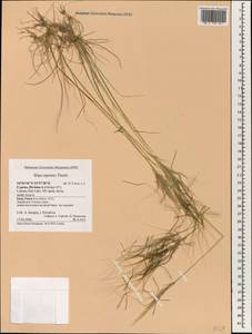 Stipellula capensis (Thunb.) Röser & Hamasha, Зарубежная Азия (ASIA) (Кипр)