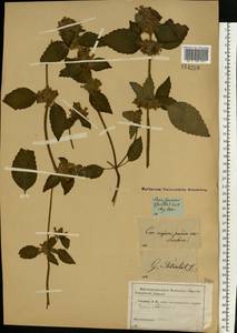 Пикульник обыкновенный L., Восточная Европа, Московская область и Москва (E4a) (Россия)