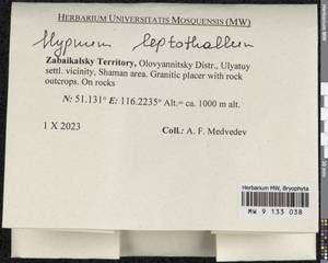Hypnum leptothallum Paris, Гербарий мохообразных, Мхи - Прибайкалье и Забайкалье (B18) (Россия)