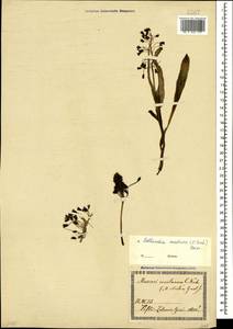 Bellevalia montana (K.Koch) Boiss., Кавказ, Грузия (K4) (Грузия)
