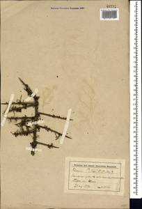 Rhamnus erythroxyloides subsp. erythroxyloides, Кавказ, Ставропольский край, Карачаево-Черкесия, Кабардино-Балкария (K1b) (Россия)