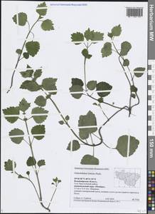 Зеленчук желтый (L.) L., Восточная Европа, Центральный район (E4) (Россия)