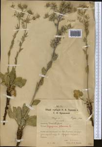 Синеголовник плосколистный L., Средняя Азия и Казахстан, Северный и Центральный Казахстан (M10) (Казахстан)