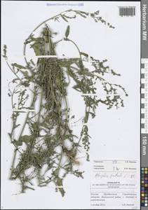 Лебеда раскидистая L., Восточная Европа, Нижневолжский район (E9) (Россия)