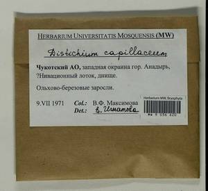 Distichium capillaceum (Hedw.) Bruch & Schimp., Гербарий мохообразных, Мхи - Чукотка и Камчатка (B21) (Россия)