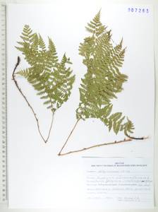 Диплазиум сибирский (Turcz. ex Kunze) Sa.Kurata, Сибирь, Дальний Восток (S6) (Россия)