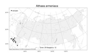 Althaea armeniaca, Алтей армянский Ten., Атлас флоры России (FLORUS) (Россия)