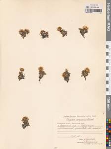 Мелколепестник сложноцветный Pursh, Сибирь, Чукотка и Камчатка (S7) (Россия)