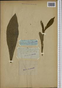 Centaurea triumfettii subsp. axillaris (Willd. ex Celak.) Stef. & T. Georgiev, Ботанические сады и дендрарии (GARD) (Эстония)