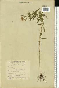 Achillea ptarmica subsp. ptarmica, Восточная Европа, Восточный район (E10) (Россия)