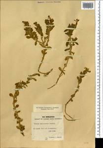 Silene succulenta, Африка (AFR) (Египет)