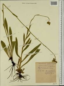 Pilosella echioides subsp. echioides, Восточная Европа, Северо-Украинский район (E11) (Украина)
