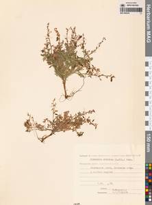 Хохлатка сибирская (L.fil.) Pers., Сибирь, Чукотка и Камчатка (S7) (Россия)