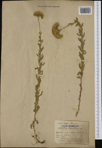 Achillea ageratifolia (Sibth. & Sm.) Boiss., Западная Европа (EUR) (Италия)