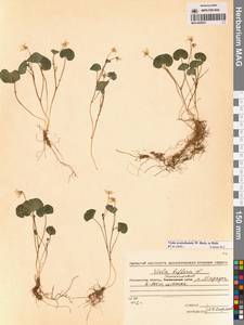 Viola crassa subsp. avatschensis (W.Becker & Hultén) Espeut, Сибирь, Чукотка и Камчатка (S7) (Россия)