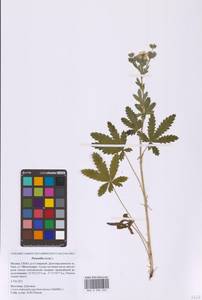 Лапчатка прямая L., Восточная Европа, Московская область и Москва (E4a) (Россия)