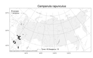 Campanula rapunculus, Колокольчик рапцнцель L., Атлас флоры России (FLORUS) (Россия)