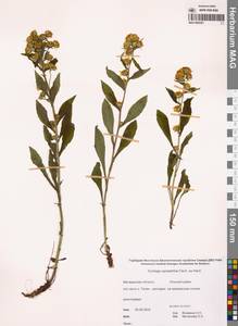 Solidago cuprea Juz., Сибирь, Чукотка и Камчатка (S7) (Россия)