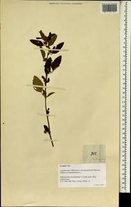 Malvastrum coromandelianum subsp. coromandelianum, Зарубежная Азия (ASIA) (Филиппины)