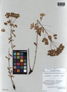 KUZ 001 603, Молочай острый L., Сибирь, Алтай и Саяны (S2) (Россия)