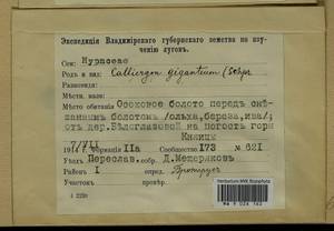Calliergon giganteum (Schimp.) Kindb., Гербарий мохообразных, Мхи - Москва и Московская область (B6a) (Россия)