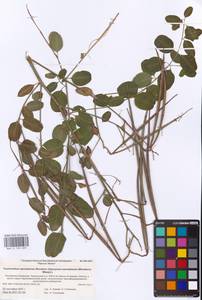 Poacynum sarmatiense (Woodson) Mavrodiev, Laktionov & Yu. E. Alexeev, Восточная Европа, Нижневолжский район (E9) (Россия)