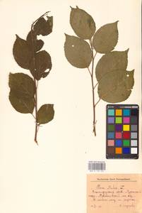 Яблоня лесная Mill., Восточная Европа, Волжско-Камский район (E7) (Россия)