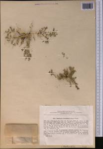 Euphorbia granulata Forssk., Средняя Азия и Казахстан, Сырдарьинские пустыни и Кызылкумы (M7) (Узбекистан)