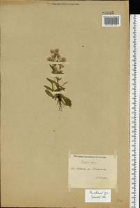 Мелколепестник едкий L., Восточная Европа, Центральный район (E4) (Россия)