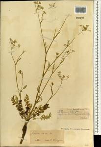 Тмин обыкновенный L., Монголия (MONG) (Монголия)