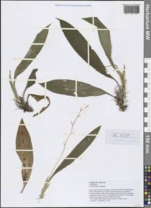Liparis balansae Gagnep., Зарубежная Азия (ASIA) (Вьетнам)