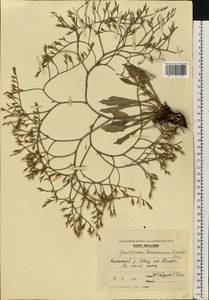 Гониолимон Бессера (Rchb.) Kuzn., Восточная Европа, Молдавия (E13a) (Молдавия)