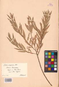 Ива джунгарская Andersson, Средняя Азия и Казахстан, Сырдарьинские пустыни и Кызылкумы (M7) (Казахстан)