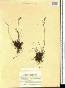 Koeleria eriostachya Pancic, Кавказ, Ставропольский край, Карачаево-Черкесия, Кабардино-Балкария (K1b) (Россия)