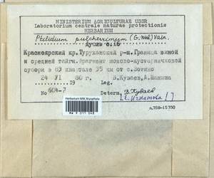 Ptilidium pulcherrimum (Weber) Vain., Гербарий мохообразных, Мхи - Красноярский край, Тыва и Хакасия (B17) (Россия)