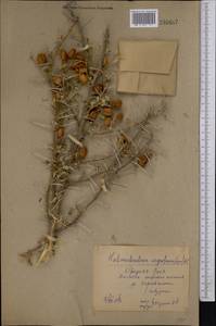Caragana halodendron (Pall.) Dum.Cours., Средняя Азия и Казахстан, Сырдарьинские пустыни и Кызылкумы (M7) (Узбекистан)