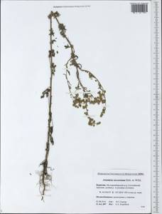 Полынь Сиверса Ehrh. ex Willd., Сибирь, Прибайкалье и Забайкалье (S4) (Россия)