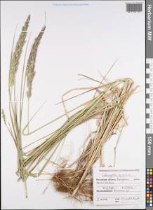 Вейник наземный (L.) Roth, Восточная Европа, Ростовская область (E12a) (Россия)