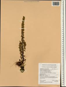Umbilicus rupestris (Salisb.) Dandy, Зарубежная Азия (ASIA) (Кипр)
