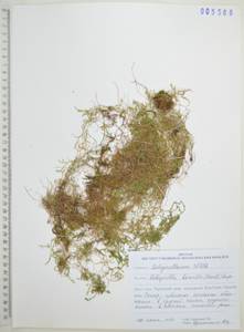 Плаунок северный (Kaulf.) Spring, Сибирь, Дальний Восток (S6) (Россия)