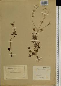 Ranunculus arcticus Richardson, Сибирь, Прибайкалье и Забайкалье (S4) (Россия)