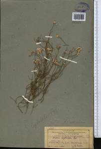 Limonium leptolobum (Regel) Kuntze, Средняя Азия и Казахстан, Муюнкумы, Прибалхашье и Бетпак-Дала (M9) (Казахстан)